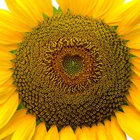 Zonnebloem - Fibonacci