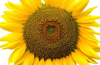 Zonnebloem - Fibonacci